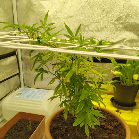 Critical #1 growlog timeline photo
