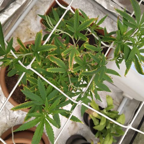 Critical #1 growlog timeline photo