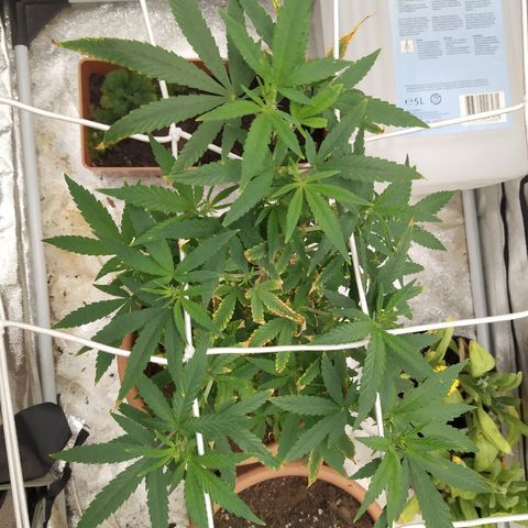 Critical #1 growlog timeline photo