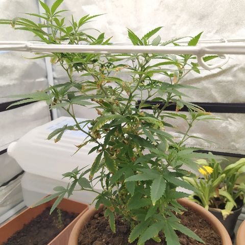 Critical #1 growlog timeline photo