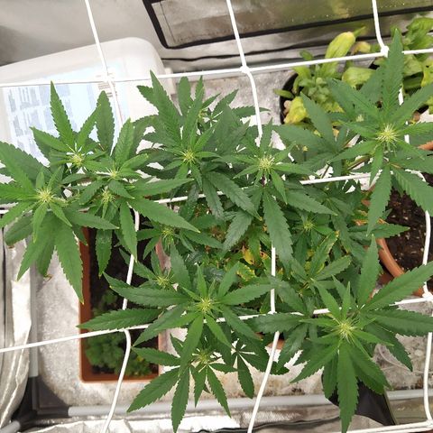 Critical #1 growlog timeline photo