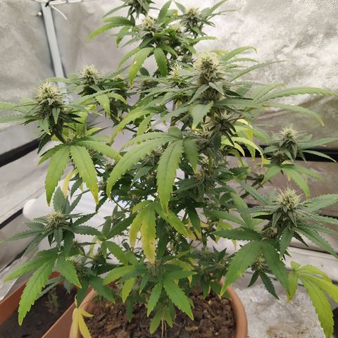 Critical #1 growlog timeline photo