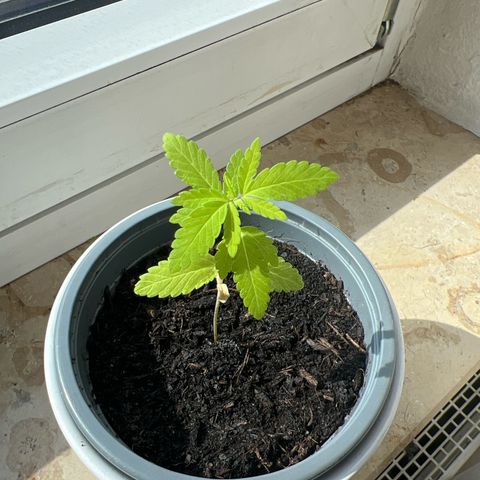 Special Queen 1 growlog timeline photo