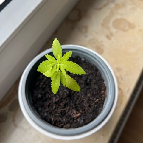 Special Queen 1 growlog timeline photo