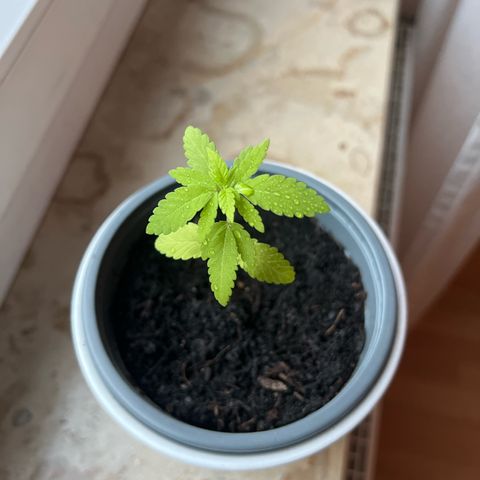 Special Queen 1 growlog timeline photo