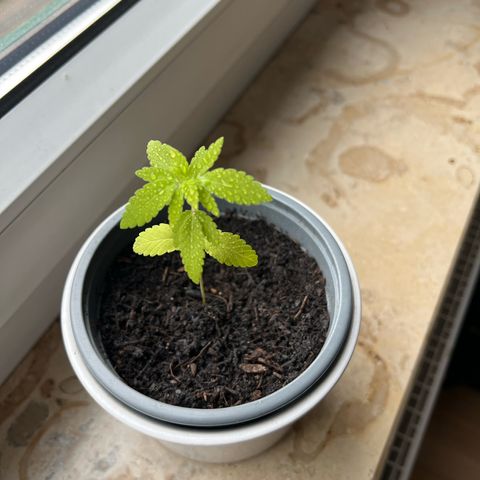 Special Queen 1 growlog timeline photo