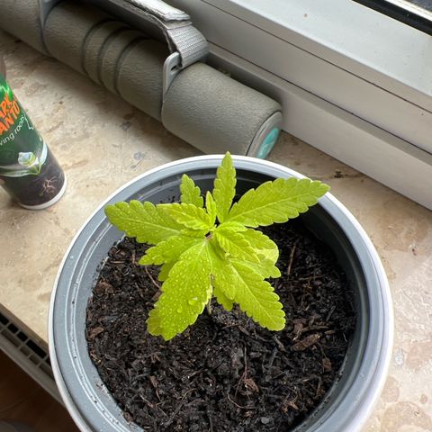 Special Queen 1 growlog timeline photo