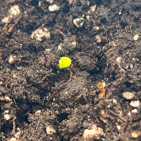 Renie 01 growlog timeline photo