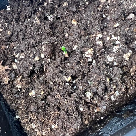 Jaqui 01 growlog timeline photo