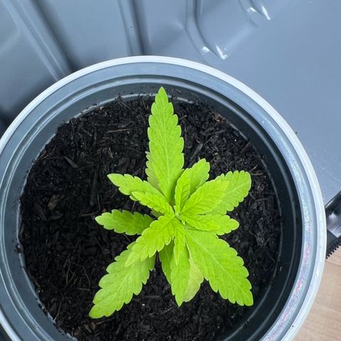 Special Queen 1 growlog timeline photo