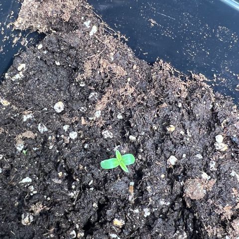 Renie 01 growlog timeline photo