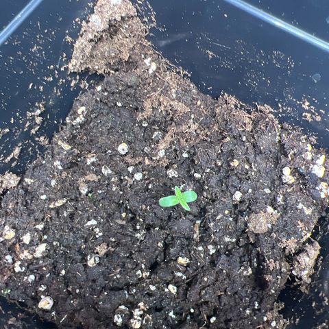 Renie 01 growlog timeline photo