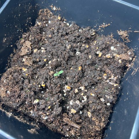 Jaqui 01 growlog timeline photo