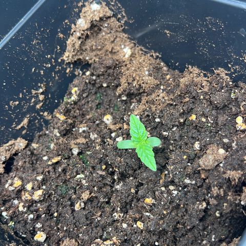 Renie 01 growlog timeline photo