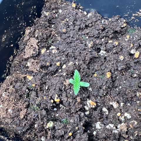 Jaqui 01 growlog timeline photo