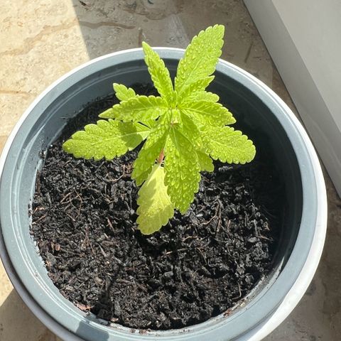 Special Queen 1 growlog timeline photo