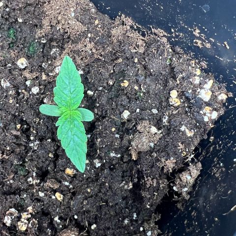 Renie 01 growlog timeline photo