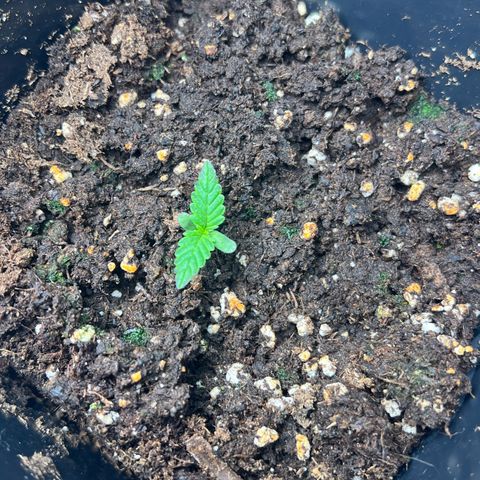 Jaqui 01 growlog timeline photo