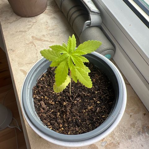 Special Queen 1 growlog timeline photo