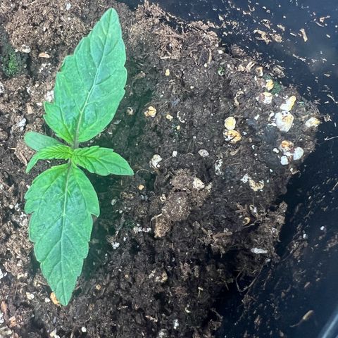 Renie 01 growlog timeline photo
