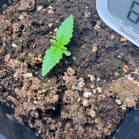 Jaqui 01 growlog timeline photo