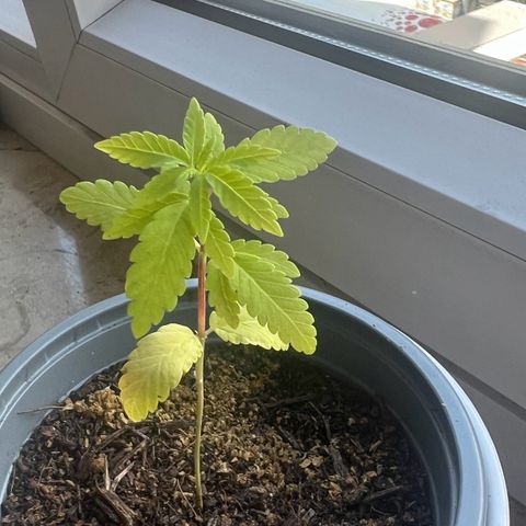 Special Queen 1 growlog timeline photo