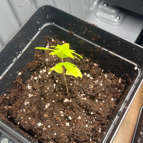 Special Queen 1 growlog timeline photo