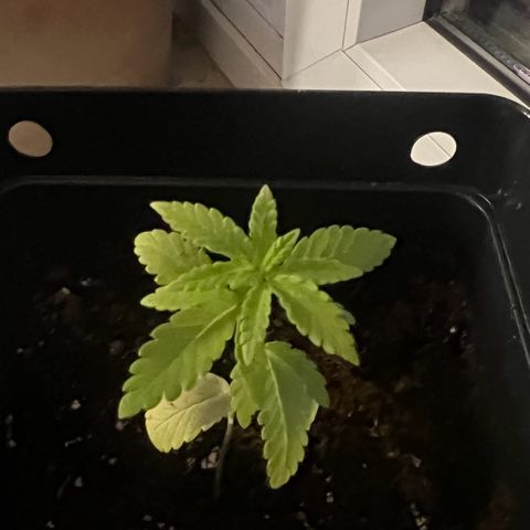 Special Queen 1 growlog timeline photo
