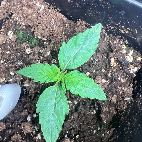 Renie 01 growlog timeline photo