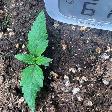 Jaqui 01 growlog timeline photo