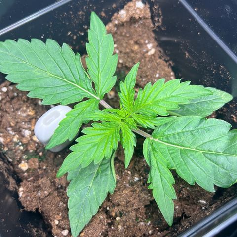 Renie 01 growlog timeline photo