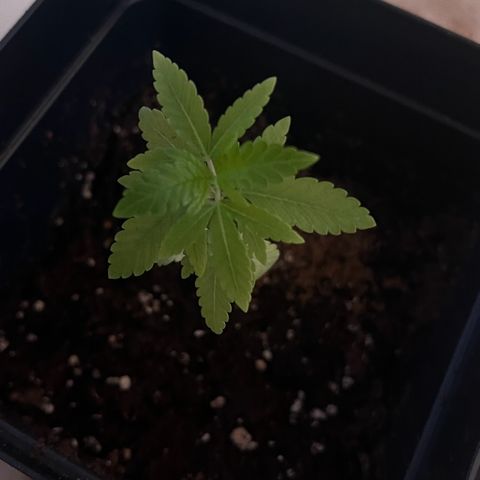 Special Queen 1 growlog timeline photo