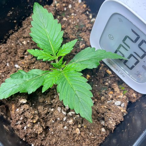 Jaqui 01 growlog timeline photo