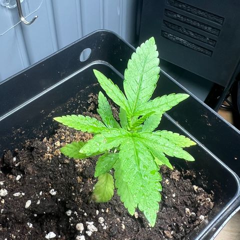 Special Queen 1 growlog timeline photo