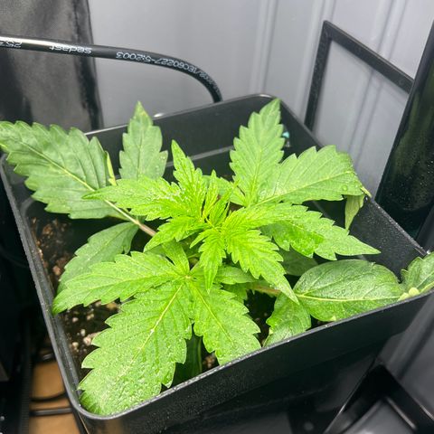 Renie 01 growlog timeline photo