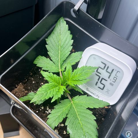 Jaqui 01 growlog timeline photo