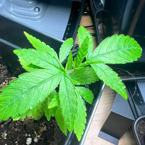 Special Queen 1 growlog timeline photo