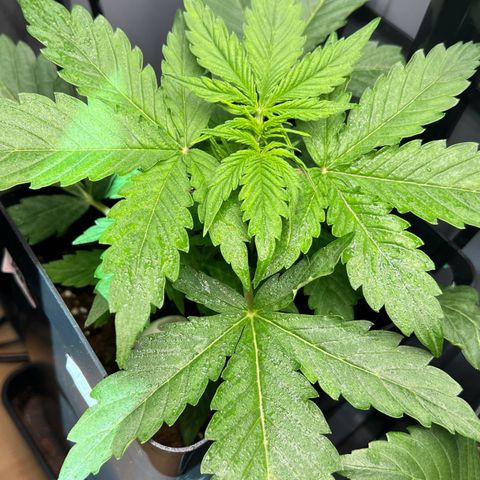 Renie 01 growlog timeline photo
