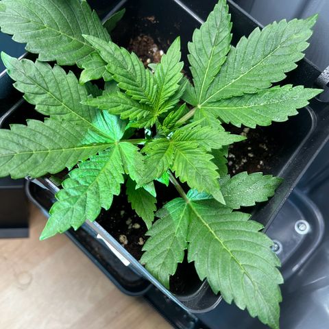 Jaqui 01 growlog timeline photo