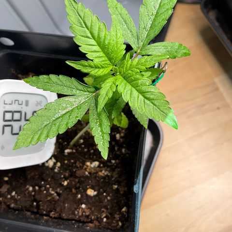 Special Queen 1 growlog timeline photo