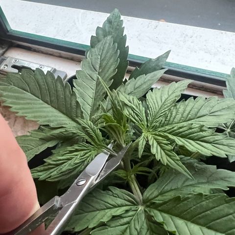 Renie 01 growlog timeline photo