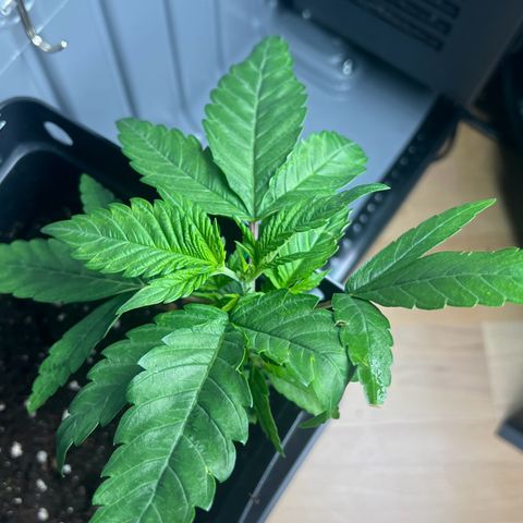 Special Queen 1 growlog timeline photo