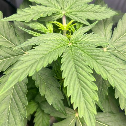 Renie 01 growlog timeline photo