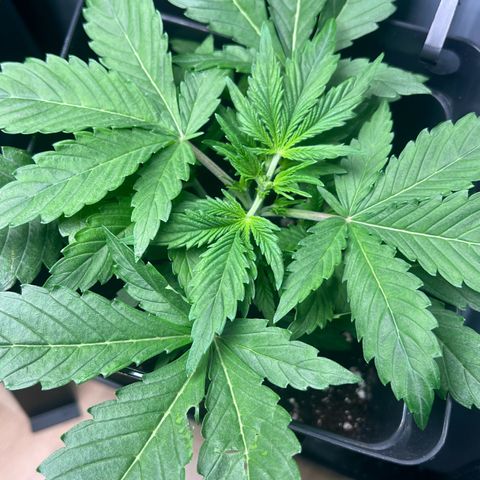 Jaqui 01 growlog timeline photo