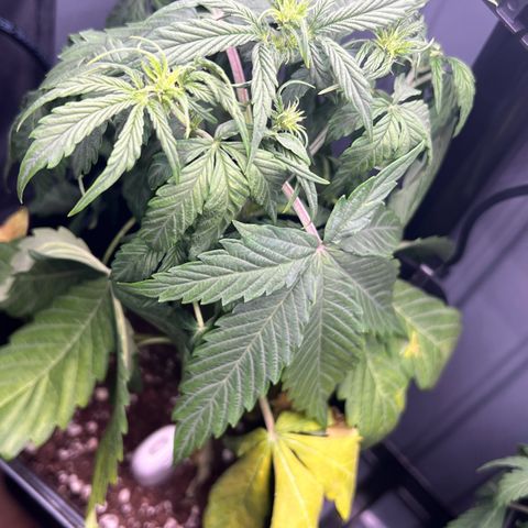 Renie 01 growlog timeline photo