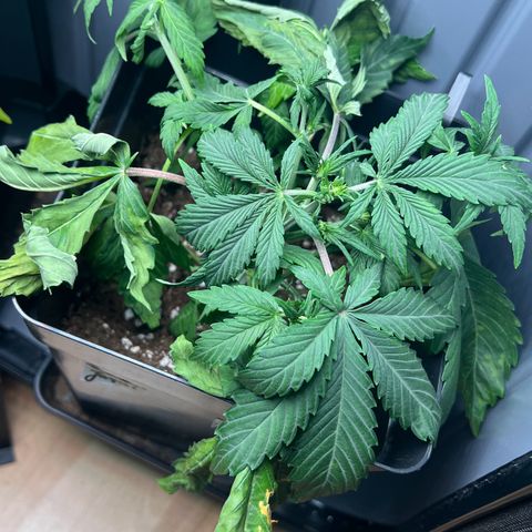 Jaqui 01 growlog timeline photo