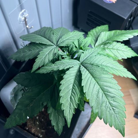 Special Queen 1 growlog timeline photo