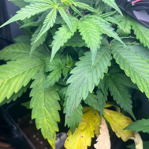 Renie 01 growlog timeline photo