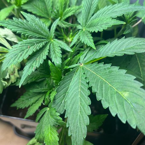 Jaqui 01 growlog timeline photo