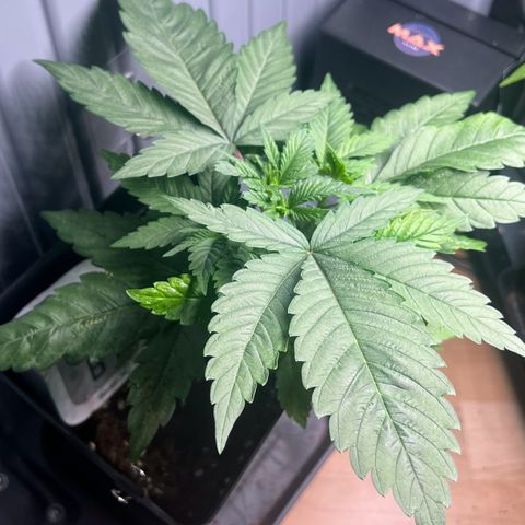 Special Queen 1 growlog timeline photo
